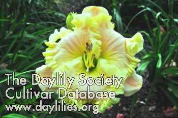 Daylily Blondes Beach